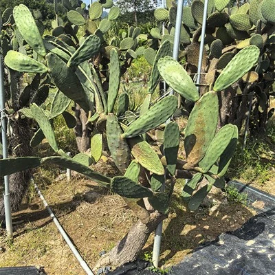 Opuntia Milpa Alta