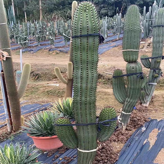 stenocereus thurberi for sale