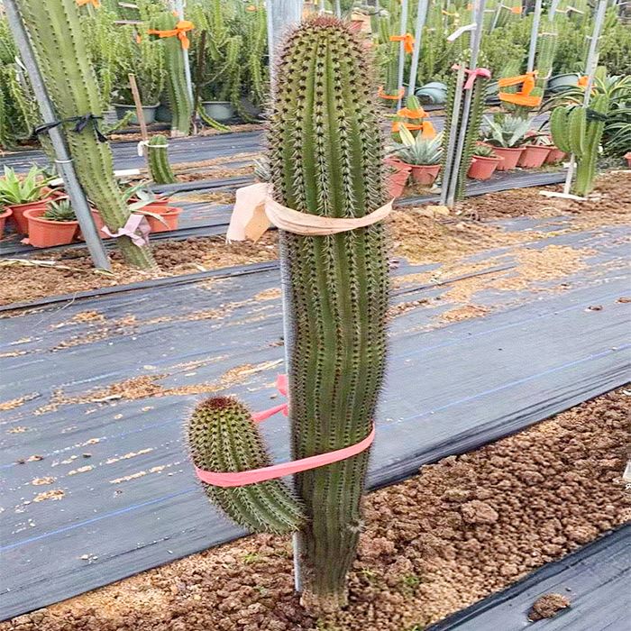 Stenocereus Thurberi Cactus