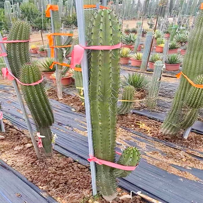 Organ pipe cactus