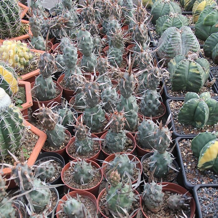 tephrocactus articulatus papyracanthus