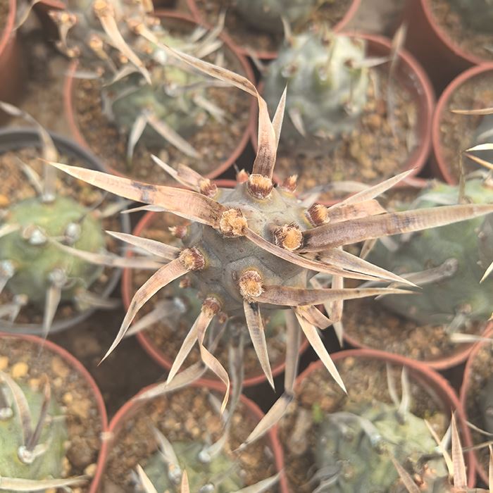 paper spine cholla cactus
