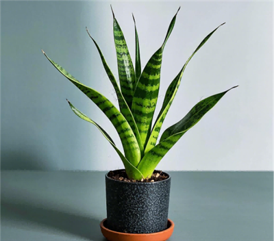 Cara repot dan membahagikan Sansevieria