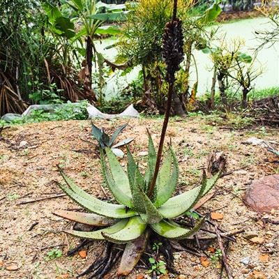 Aloe Marlothii Gunung Lidah Buaya