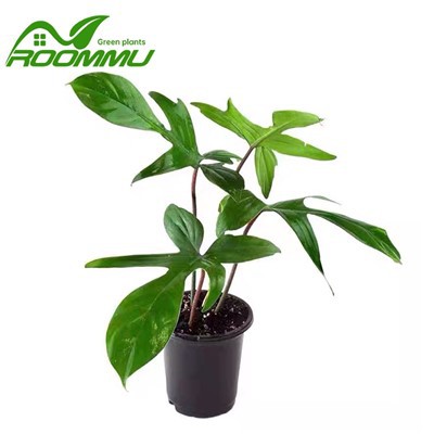 Tumbuhan Philodendron 'Florida Green'